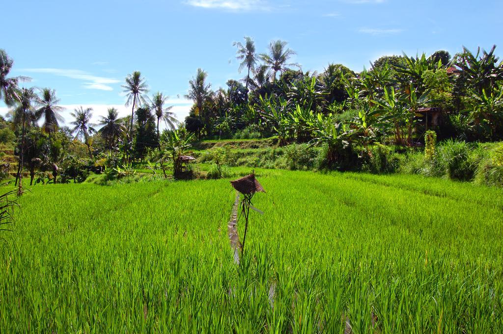 Indo Rumah Zengarden Pabean Buleleng Exteriér fotografie